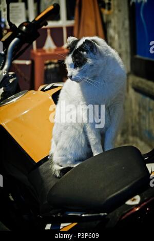Katze sitzt auf dem Motorrad Parkplatz in Spanien Stockfotografie - Alamy