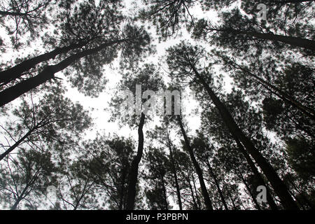 Künstlerische Pinien an Hutan Pinus Pengger, Yogyakarta, Indonesien Stockfoto