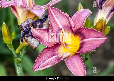 Pink Daylily close up, Daylilies, Hemerocallis „Chicago Plum Pudding“ Stockfoto