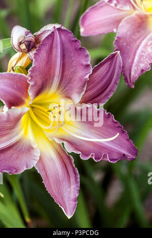 Violette Daylilienblume Nahaufnahme Hemerocallis ' titilation ' Daylilienblüten Stockfoto