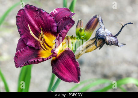 Seerose Hemerocallis Bela Lugosi Seerosen Stockfoto