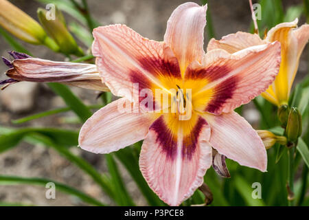 Taglilie Hemerocallis ' Kaiser ' Taglilie Stockfoto