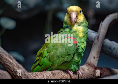 Gelbe gekrönte Amazon Parrot portrait Nahaufnahme Stockfoto