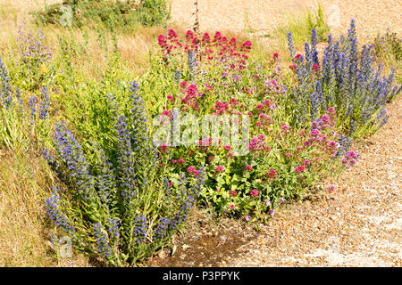 Baldrian, Valeriana officinalis, und der Viper bugloss, echium vulgare, blühen Shingle Street, Hollesley, Suffolk, England, Großbritannien Stockfoto