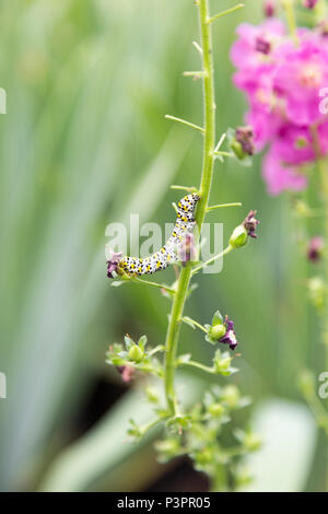 Königskerze motte Caterpillar Fütterung, Cucullia verbasci, Suffolk, England, Großbritannien Stockfoto
