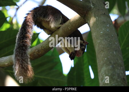 Riese Eichhörnchen, Sri Lanka Stockfoto