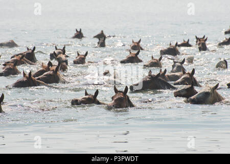 Die Ponys, die jährlichen Schwimmen von Assateague zu Chincoteague Island, Virginia, während der 91St Pony Schwimmen auf Virginia's Eastern Shore, 27. Juli 2016. Besatzungsmitglieder aus der U.S. Coast Guard Station Chincoteague der Sicherheitszone, in denen Tausende von Zuschauern für die Veranstaltung kamen durchgesetzt. (U.S. Coast Guard Foto von Petty Officer 2. Klasse Nate Littlejohn) Stockfoto