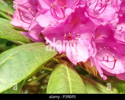 Reich Rosa Azalee (Rhododendron) Busch oder Strauch und Blätter in den japanischen Garten. Saison der Blüte lila Azaleen Stockfoto