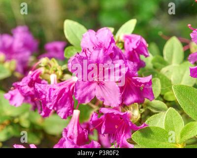 Reich Rosa Azalee (Rhododendron) Busch oder Strauch und Blätter in den japanischen Garten. Saison der Blüte lila Azaleen Stockfoto