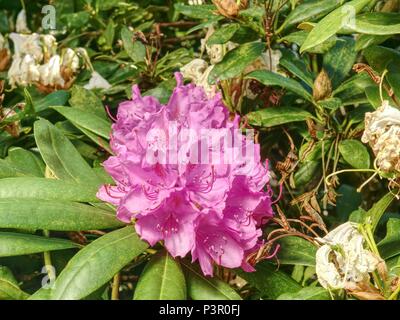 Schöne Azalee rosa Blume Garten. Blühenden Zweig der Rhododendron im Frühjahr Garten. Rosa Azalee Blume. Stockfoto