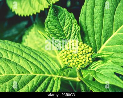 Grüne Blätter der Hortensie mit Regentropfen. Ansicht von der Seite. Frühling Blumen auf Zweig mit grünen Blättern. Gartenbau und Floristik bush Viburnum in Garde Stockfoto