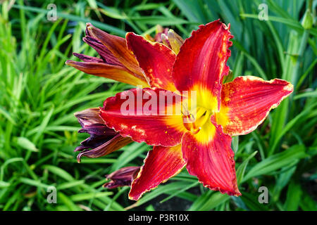 Taglilie Red Hemerocallis ' Crimson Sheen ' Taglilies Stockfoto