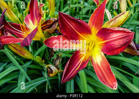 Taglilie Hemerocallis ' Rubinspinne ' Taglilie Stockfoto