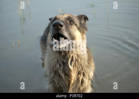 Flache Tiefenschärfe Schuß eines Hundes stehen in einem See Stockfoto