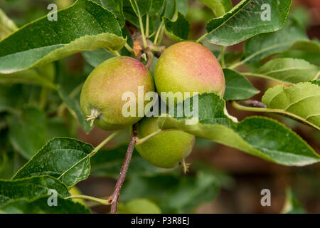 Äpfel in der Plantage Stockfoto