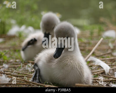 Baby Schwäne, Cygnets, sitzen und das Putzen. Vordere cygnet hautnah, in focus, hintere Cygnet in Bokeh Stockfoto