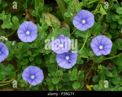 Blue Rock bindweed Convolvulus sabatius Stockfoto