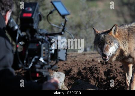 Original Film Titel: ENTRELOBOS. Englischer Titel: ENTRELOBOS. Regisseur: Gerardo Olivares. Jahr: 2010. Credit: Anspruchsvolle Filme/Wanda Vision Filme/Album Stockfoto