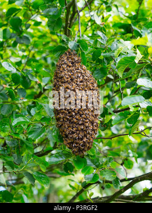 Honig Biene Apis mellifera Schwarm hängen in Erle. Norfolk Broads Stockfoto