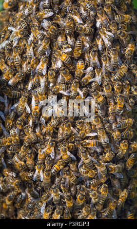 Honig Biene Apis mellifera Schwarm hängen in Erle. Norfolk Broads Stockfoto