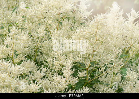 Nahaufnahme der Blüte, weiß gefiederten Blüten der Astilbe Anlage Stockfoto