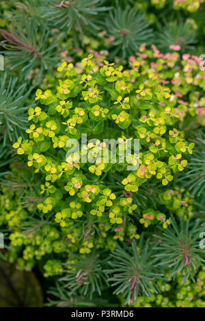 Nahaufnahme der Blüte Euphorbia cyparissias 'Fens Ruby' Zypressen Wolfsmilch 'Fens Ruby' Stockfoto