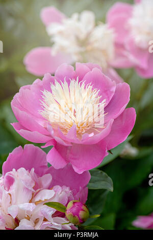 Close-up-Bild von der wunderschönen Blüte Paeonia lactiflora 'Schüssel der Schönheit "Pfingstrose" Schüssel Beauty' rosa Blume Stockfoto