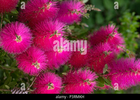 Die lebendige rosa Blüten im Sommer blühender Strauch Callistemon viminalis 'Hot Pink' auch als Bottlebrush Pflanze bekannt Stockfoto