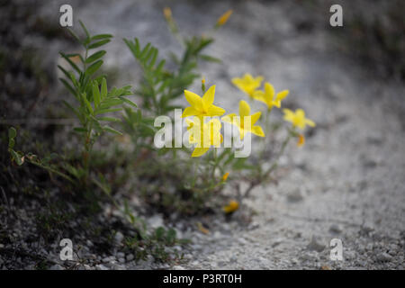 Flachs Linum ucranicum gelbe Farbe, gemeinsame Faserlein, Öllein Stockfoto