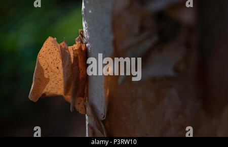 Nahaufnahme der abblätternde Rinde eines Commiphora Baum Stockfoto