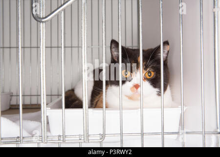 Katzenschau in einem lokalen Dorfhaus mit Besitzern und Katzen in Käfigen. Stockfoto