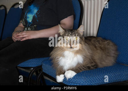 Eine Katzenausstellung in einem lokalen Dorfhaus mit Besitzern und Katzen einige in Käfigen einige gehalten werden oder auf Stühlen sitzen. Stockfoto