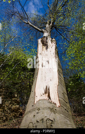 Ein großer Baum in einem Wald mit einer offenen Wunde auf dem Stamm, wo eine große barnch Weggerissen hat, frische, saubere Holz. Stockfoto