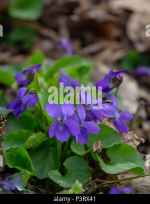 Frühling Natur gemeinsame violett unterlegt. Viola Odorata Blumen im Frühjahr Wald und Wasser hautnah. Selektive konzentrieren. Mayflower. Stockfoto