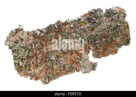 Mikrokosmos und Flora auf der Oberfläche der Rinde des alten Apfelbaum. Flechten, Moos und anderen organischen Stoffen. Studio isolierte Makroaufnahme Stockfoto