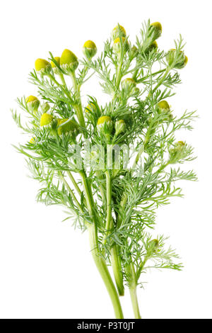 Zweige mit kleinen Apotheke Gänseblümchen Blütenknospen im Frühjahr vegetation Anfang. Auf weissem studio Makro shop Isoliert Stockfoto