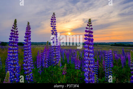 Lupinen in einer Wiese bei Sonnenuntergang Stockfoto