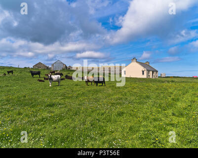 dh Scottish Islands Farm Cottage SANDAY ORKNEY Cow Field of Rinder Farmland Farm ländliche Landwirtschaft großbritannien Farmhouse schottland Farmstead Vieh Stockfoto