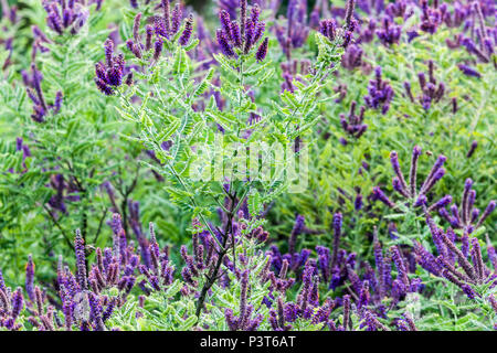 Amorpha canescens Leadplant, Stockfoto