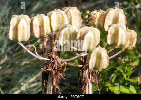 Fritillaria lutea Seedheads ging to Seed Fritillaria June Plant Pods Crown Imperial Fritillary Fritillaria imperialis Reife Samen von Pflanzen in Pods Stockfoto