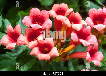 Rote Trompete Kriechtrompete Trompete Rebe Campsis Radicans Blumen Detail Blume Campsis blühende Trompete Kriecher Kolibri Rebe Kuh-itch Rebe Rosa Rot Stockfoto