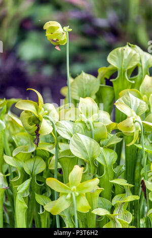 Kannenpflanze, Sarracenia oreophila Stockfoto