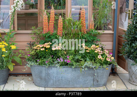 Blumenschau in einem Metall durch eine Blume zeigen. Großbritannien Stockfoto