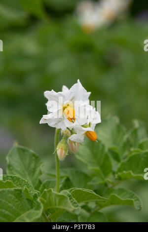 Solanum tuberosum "Vivaldi". Kartoffel 'Vivaldi' Blüte im Juni. Großbritannien Stockfoto