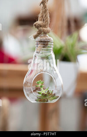 Kleine sukkulente Pflanze in einem hängenden Glas Lampenhalterung an eine Blume zeigen. Großbritannien Stockfoto