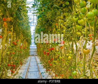 Reihen von Tomaten auf den Weinbau in einem Gewächshaus, Golden Circle, Island Stockfoto