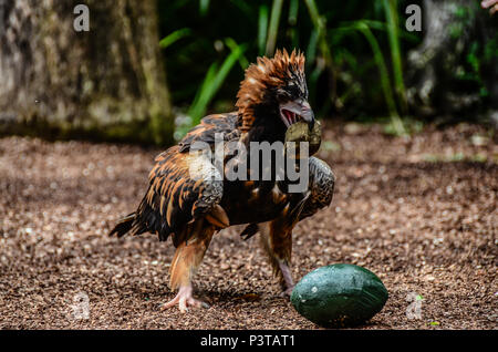 Schwarz-breasted Bussard, Raptor Stockfoto