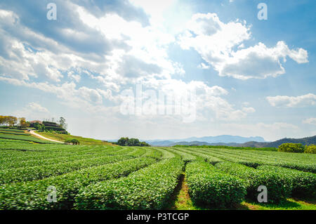 Chiang Rai, Thailand - 12. März 2017: Singha Park Chiang Rai. Agro-tourismus Ziel konzentriert sich auf die Entwicklung eines nachhaltigen Tourismus. Stockfoto