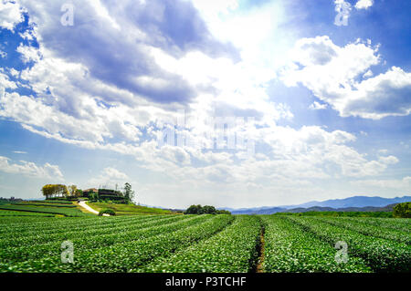 Chiang Rai, Thailand - 12. März 2017: Singha Park Chiang Rai. Agro-tourismus Ziel konzentriert sich auf die Entwicklung eines nachhaltigen Tourismus. Stockfoto