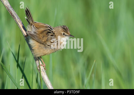 Kleiner Vogel namens zitting cisticola in eine bunte Blumenwiese. Stockfoto